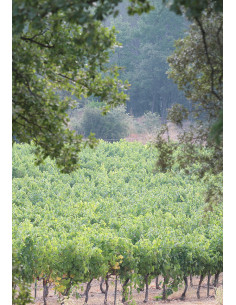 Côtes-de-Provence, Domaine Gavoty, 2021, Caves de Taillevent 2