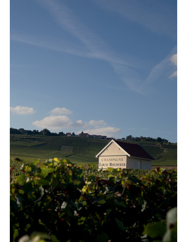 Louis Roederer Collection 245 - Les Caves de Taillevent