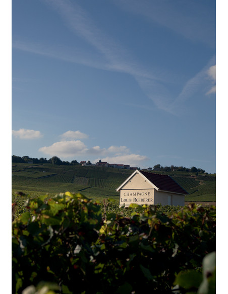 Louis Roederer Collection 245 - Les Caves de Taillevent