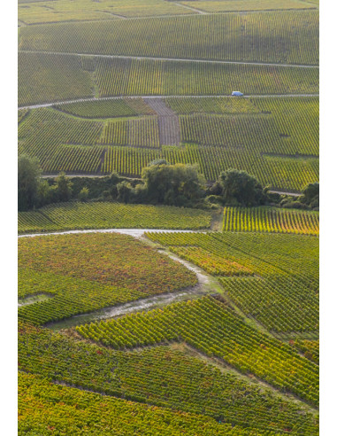 Henriot Brut Souverain N.M. - Les Caves de Taillevent