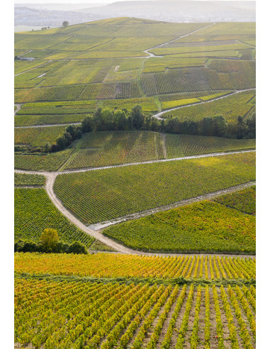 Henriot Blanc de Blancs - Les Caves de Taillevent