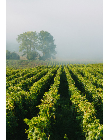 Henriot Rosé Millésimé 2012 - Les Caves de Taillevent