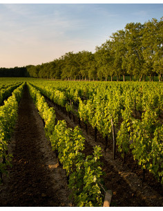 Château Carbonnieux Blanc 2014 - Les Caves de Taillevent 2
