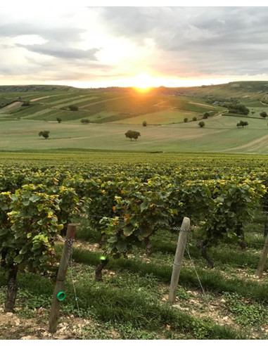 Sancerre, Delaporte, Chavignol, 2021, Les Caves de Taillevent