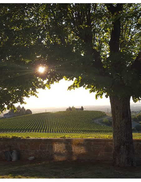 Domaine Sérol Eclat de Granite 2022 - Les Caves de Taillevent