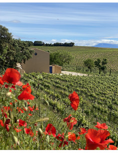 La Solitude, Côtes-du-Rhône Blanc, 2024, Caves de Taillevent