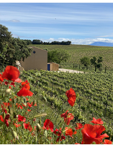 La Solitude, Côtes-du-Rhône Blanc, 2024, Caves de Taillevent