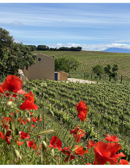 La Solitude, Côtes-du-Rhône Blanc, 2024, Caves de Taillevent