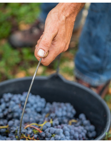 Mas del Périé Les Acacias 2020 - Les Caves de Taillevent