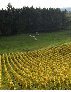 Domaine Sérol IGP Urfé Champtoisé 2022 - Les Caves de Taillevent