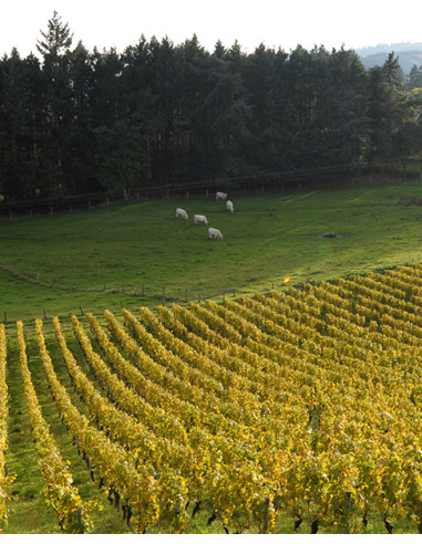 Domaine Sérol IGP Urfé Champtoisé 2022 - Les Caves de Taillevent