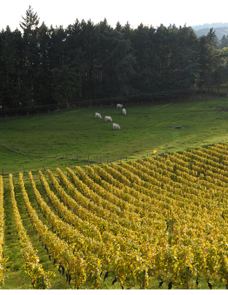 Domaine Sérol IGP Urfé Champtoisé 2022 - Les Caves de Taillevent