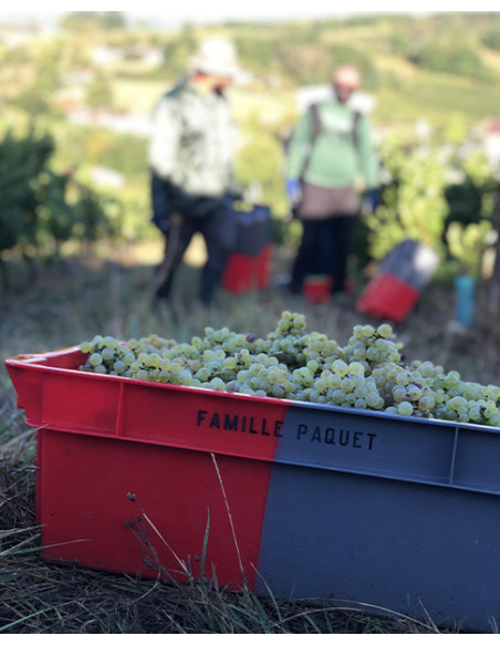 Saint-Véran, Famille Paquet, Les Cras, 2020