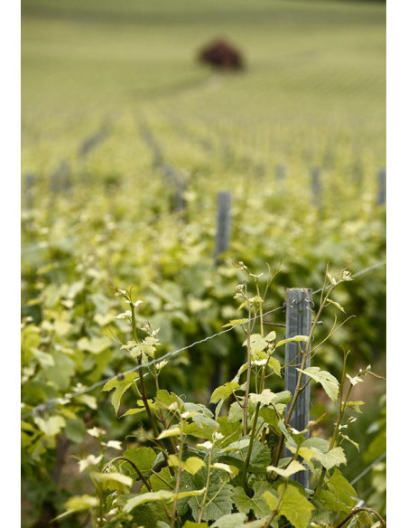 Bollinger Spécial Cuvée Magnum N.M. - Taillevent