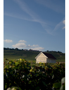 Champagne, Louis Roederer, Collection 245, N.M