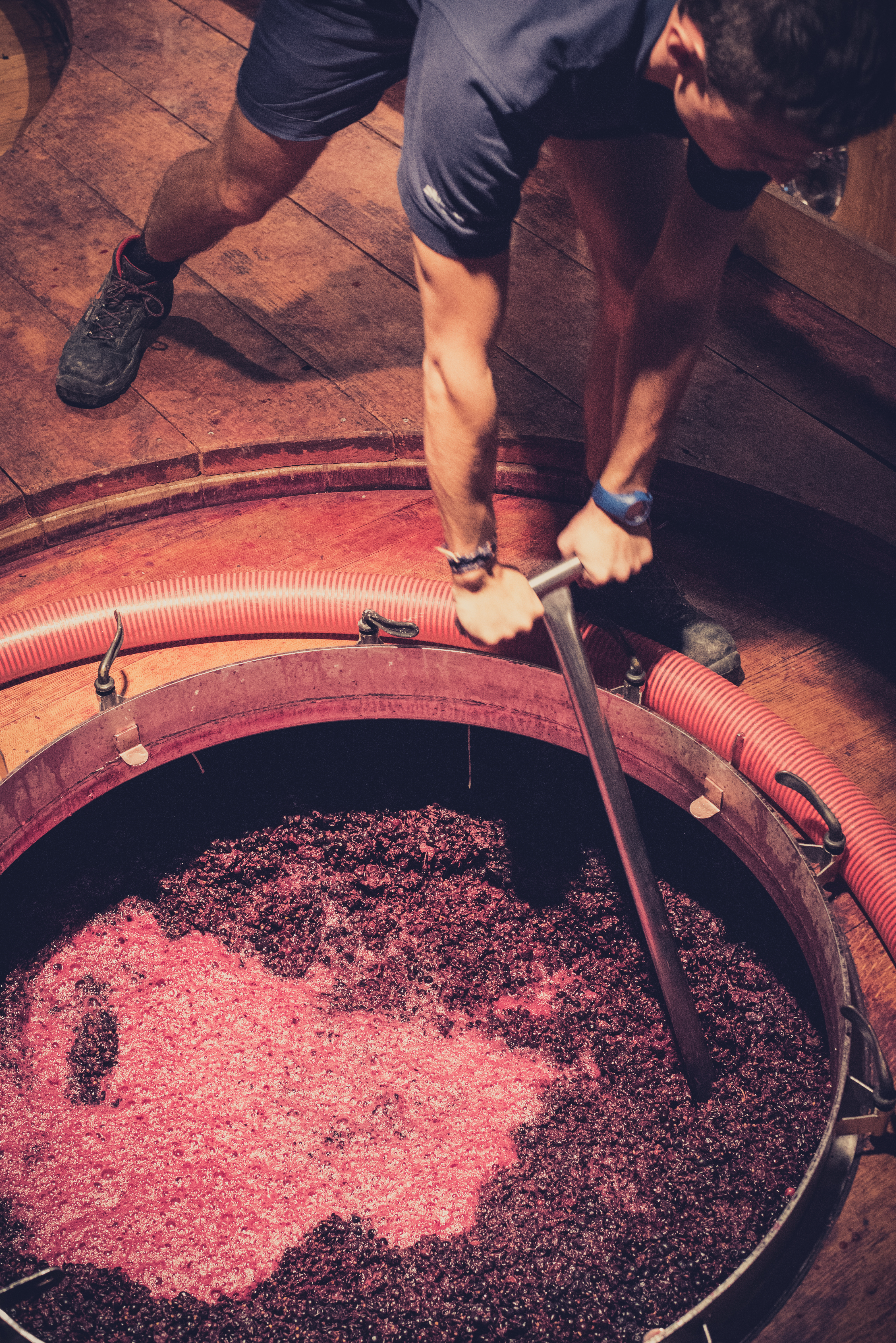 techniques de vinification