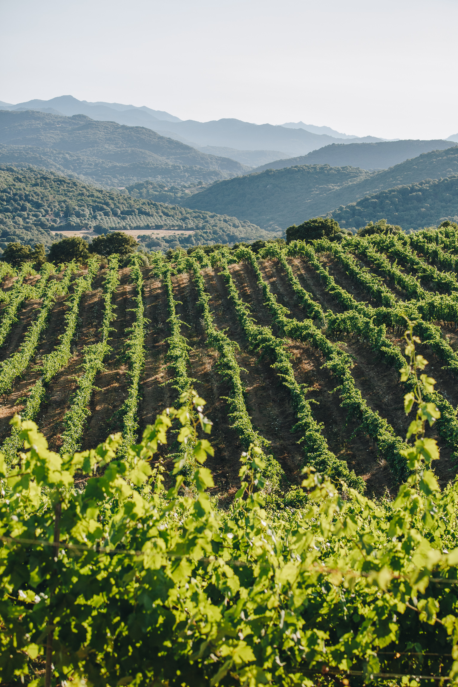 Vignoble en France 