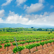 Le domaine du moment : Domaine Veronica Ortega

Le Domaine de Veronica Ortega est implanté depuis quelques années en Castilla y Léon sur l’appellation Bierzo. La vigneronne a beaucoup appris en France, dans la Vallée du Rhône et propose aujourd'hui des vins avec des assemblages à dominance de Godello et de Mencia. 

Découvrez la cuvée ROC

Cette cuvée rouge est composée de Mencia en grande majorité. Les vignes, vieilles de 100 ans, confèrent au vin profondeur aromatique et concentration. La cuvée révèle des notes florales de pivoine et de fruits rouges frais. Les tanins, arrivés à pleine maturité, sont parfaitement intégrés au vin et permettent à la cuvée d'être apprécié sans une longue garde.

A découvrir aux Caves de Taillevent !

#lescavesdetaillevent #taillevent #caveavin #domaineveronicaortega #veronicaortega  #mencia #bierzo