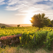 Les Automnales 2024 - dégustation Domaine Coche Dury - Mardi 1er octobre 

Figure emblématique de la Bourgogne, le Domaine Coche-Dury sera mis à l'honneur lors d'une dégustation exceptionnelle aux Caves de Taillevent ! 

Ne manquez pas l'occasion rare de découvrir l'exception de ces vins de renommée mondiale. Célèbres pour leur raffinement et leur complexité, les vins du Domaine Coche-Dury offrent des arômes envoûtants de fruits mûrs et des notes florales délicates, témoignages d'un savoir-faire et d'une précision inégalée.

📅 Mardi 1er octobre
🕢 19h30-21h30
📍 Caves de Taillevent Faubourg Saint-Honoré (Paris 8) 
🎟️ 225€ par personne, places très limitées ! Inscription depuis notre lien en bio !

#LesAutomnales2024 #automnales #lescavesdetaillevent #taillevent #cochedury #bourgogne #bourgognewine #wine #wineexperience #vin