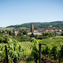 ✨ Découvrez le Domaine Rijckaert ✨

Implanté dans le Jura et en Bourgogne, le Domaine de 5 hectares conduit les vignes dans le plus grand respect de la nature et de l’environnement. Dans le Jura, le chardonnay y est vinifié ainsi que le cépage emblématique de la région : le savagnin. 

L’Arbois Blanc du Domaine est un mono cépage de Chardonnay. Cette cuvée est un assemblage de différentes parcelles, entre les villages d’Arbois et de Villette. Les vignes sont cultivées sur des sols typiques jurassien : les marnes blanches. La fermentation alcoolique est conduite par les levures indigènes, cette cuvée est ainsi le reflet le plus pur de son terroir.

@vinsrijckaert 

#lescavesdetaillevent #taillevent #cave #caviste #domainerijckaert #vin #wine #wineexeperience