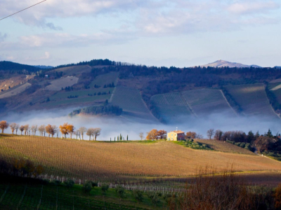 Quels sont les pays producteurs de vin ?
