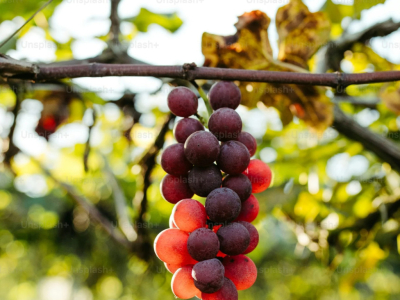 Les cépages du vin rouge : leurs saveurs et origines