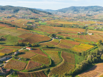 Le vignoble beaujolais, tout ce qu’il faut savoir